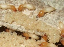 白蚁，害虫还是益虫？
